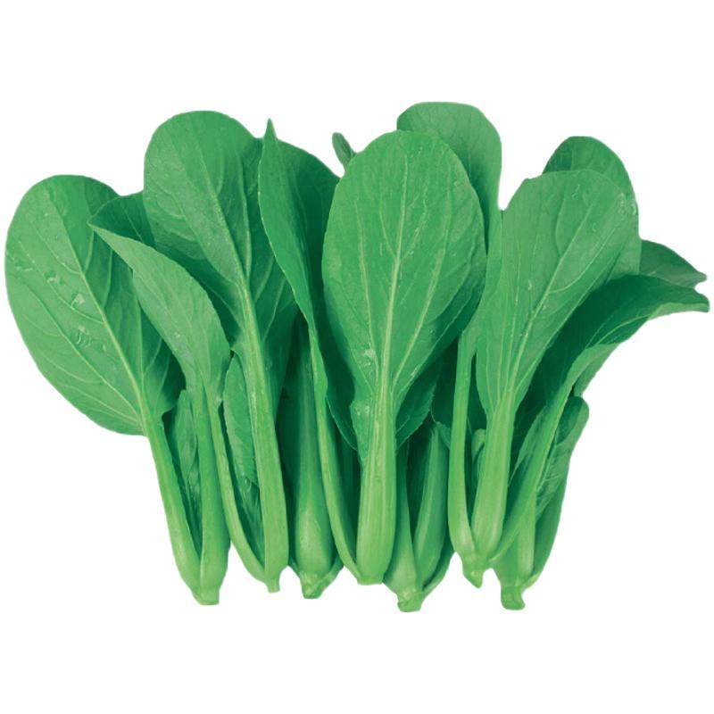 蔬菜种子种籽各种苗适合秋季秋天种的菜四季生菜香菜大全八月份8