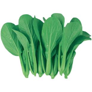 蔬菜种子种籽菜籽苗适合春天种的菜四季生菜香菜大全2月份二籽种