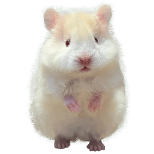 黑波利金丝熊家养大体型活物仓鼠活体已打疫苗鼠类小宠物一公一母