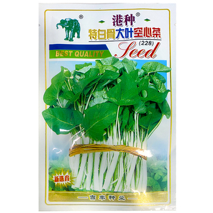 港种特白骨大叶空心菜种子白梗柳叶白骨大叶蕹菜竹叶水生蔬菜籽