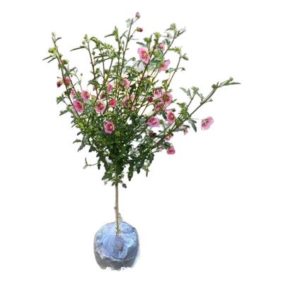 四季木本花卉带花苞小木槿吸甲醛