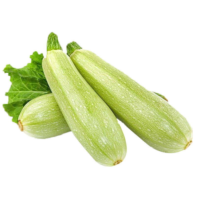 越夏专用夏季西葫芦种子四季高产耐热秋季寿光蔬菜西胡芦种籽孑