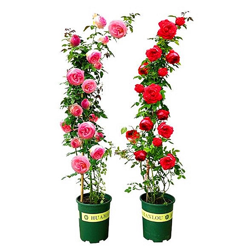 藤本蔷薇花苗爬藤欧月月季大苗龙沙宝石花墙拱门大花浓香庭院开花