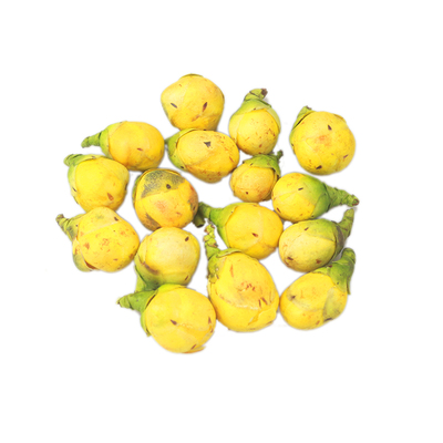 广西十万大山野生金花茶干花苞