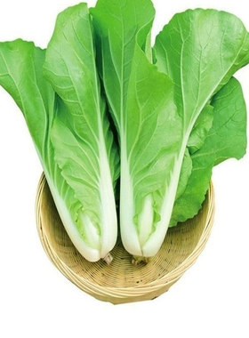 四季速生奶油小白菜种子阳台快菜