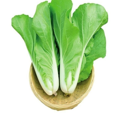 四季速生奶油小白菜种子阳台快菜