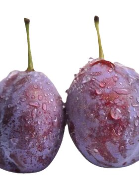 便秘克星新鲜蓝蜜西梅特大果汶川
