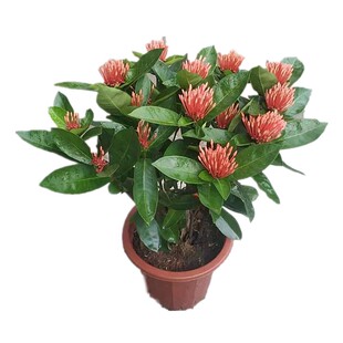 龙船花树苗带土带盆阳台庭院室外花卉植物百日红仙丹花苗盆栽种植