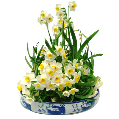 种球水仙花水培冬季阳台客厅好养