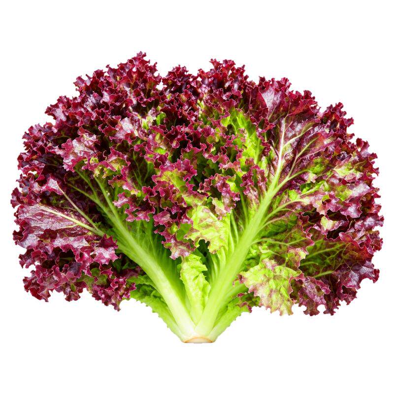 紫叶生菜种子沙拉菜种子四季种植耐寒热庭院大田蔬菜速生阳台盆栽