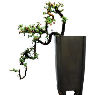 华瑞优景掌上小型小叶珍珠栒子盆景稀有品种荀子开花结果窗台植物