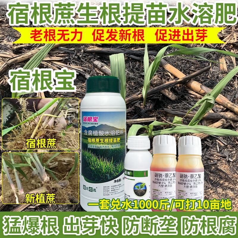宿甘蔗爆根爆芽宿根宝拉长增大水溶肥提苗壮苗肥卡水溶肥爆根爆芽
