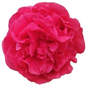 大型茶花带香味山茶花克瑞墨大牡丹室内盆栽花卉福建阳台植物热卖