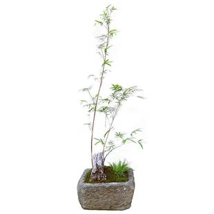 日本金明竹微小型盆栽室内外书房阳台客厅办公茶桌面绿植观叶盆景