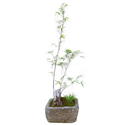 日本金明竹桌面微小型绿植盆栽景