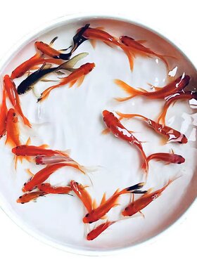 活体草金鱼耐活新手易养锦鲤