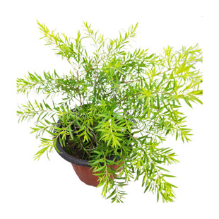 黄金香柳盆栽苗室外庭院园林多年生木本四季常青耐寒热叶芳香包邮