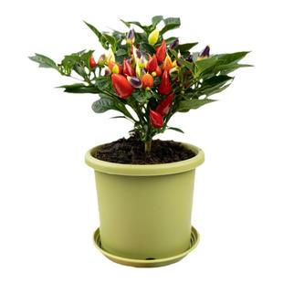 七彩苹果椒朝天椒盆栽带果实可食用绿物阳台庭院花园观赏七彩椒