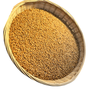 2025年新小麦粒种子带皮磨面食用农家干麦子粒发芽麦芽糖酿酒鱼鸡