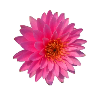 耐寒睡莲合集活体水生花卉盆栽莲花荷花庭院水池阳台池塘观赏净水