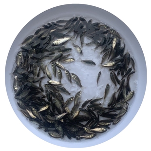 白鲫高背鲫工程鲫湘云鲫银鲫鲤中科3号5鲫鱼苗饲料鱼淡水养殖活体