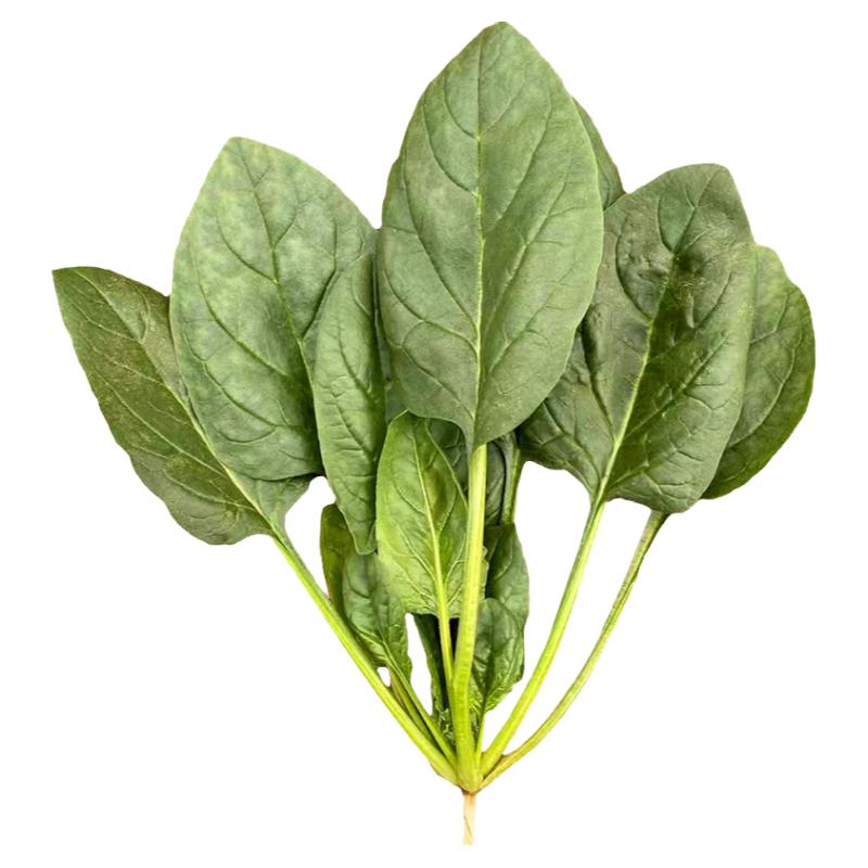 蔬菜耐寒菠菜种子种籽寿禾四季