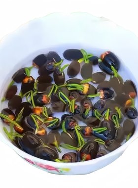 【3天包发芽】碗莲种子水培植物