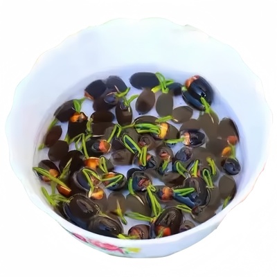 【3天包发芽】碗莲种子水培植物