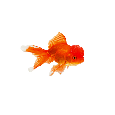 红狮金鱼国师鱼冷水鱼小金鱼活鱼淡水锦鲤观赏鱼好养耐活鱼不加温