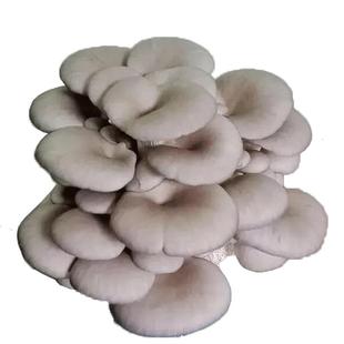 蘑菇种植菌种原种栽培种养殖户三级菌种食用菌平菇香菇菌种子菇农