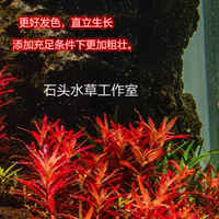 The Red Palace in Singapore, the Blood Red Palace in Denmark, the Red Palace on the ground, the self-cultivated underwater leaves, the background view, the water plants, and the Green Palace thumbnail 4
