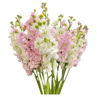 紫罗兰鲜花鲜切花云南昆明云南基地直发水培办公室家庭水养插花