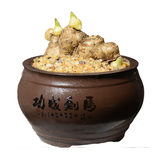 禄根盆栽带芽灵草好养不当生姜苗种植植物办公室内桌面小绿植盆景