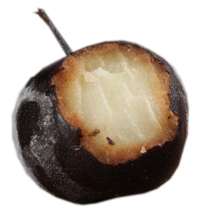 东北冻梨新鲜当季水果苹果梨大果非华盖梨秋梨丑黑梨延边特产梨子