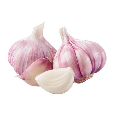 四川农家新紫皮大蒜种子