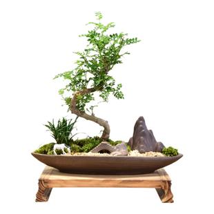 清香胡椒木老桩盆栽S型好养易活室内盆景中式办公植物四季常青