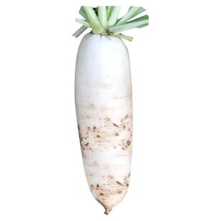 【渠道专属】蔬菜种子香菜白菜四季播盆栽种植辣椒番茄种籽子大全