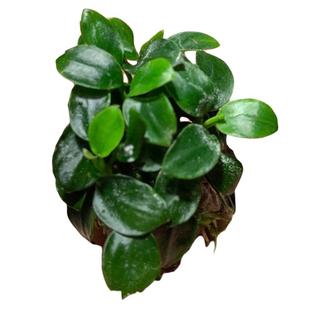 艾伦水草造景日本小榕迷你水榕水草鱼缸中景阴性新手懒人沉木水草