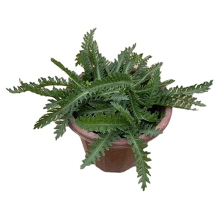 蓍草苗盆栽千叶蓍草锯草潮汕虱鬓草苗药用好养蒿锯蜈蚣植物苗易活