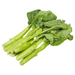 甜脆鸡腿芥蓝种子粗条籽芥兰广东四季菜籽大菜秋季种籽孑菜种