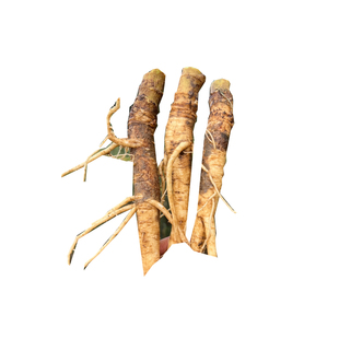 普运|云南腾冲茴香根新鲜蔬菜根农家老品种煲汤鲜甜食药同源食材