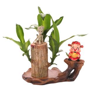 巴西木格鲁特树人水养幸运木开花绿植室内盆栽水培植物四季带芽孢