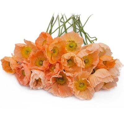 花彩虞美人盆栽一年生草本植物