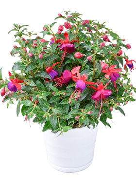 四季倒挂金钟盆栽吊钟海棠藤本灯笼花带花发垂吊室内花苗开花花期