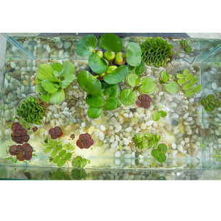 香蕉草 鱼缸 结蕉草水草造景活体 懒人草无需种植