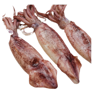 海兔子满籽新鲜笔管鱼带籽海兔墨鱼仔小鱿鱼海鲜水产带籽大海兔