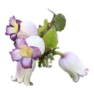 铃铛铁线莲 德克萨斯组 胭脂扣 天使首饰 万花筒 玉 樱桃唇红胖子