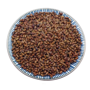 决明子干货中药材草决明炒制决明子假绿豆决明天然无硫500g克包邮