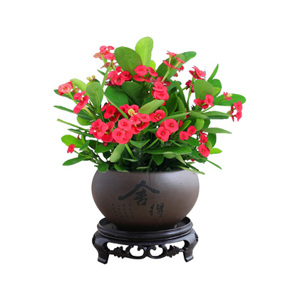 铁海棠盆栽带花发货虎刺梅绿植