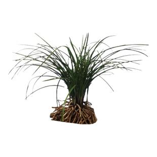 随州兰花蕙兰浓香型带花苞精品九头兰花卉盆景兰草苗四季常青绿植